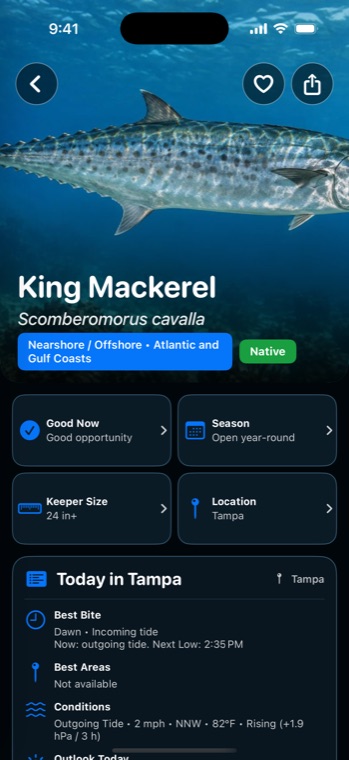 King mackerel species page in SaltStrike with conditions, season, keeper size and best bait